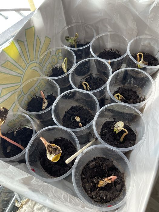 Рассада Клещевина