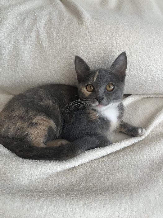 Отдам котёнка в добрые руки