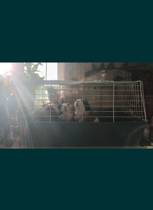 Продам морских свинок