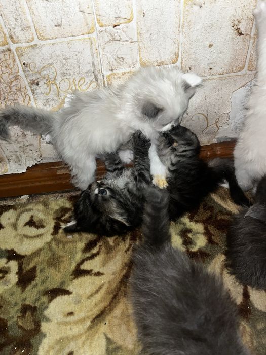 Отдадим котят в добрые руки