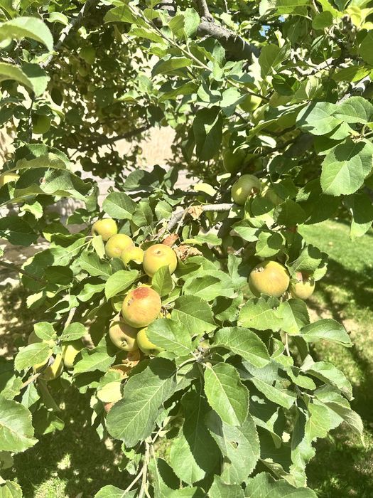 Яблочный уксус домашний