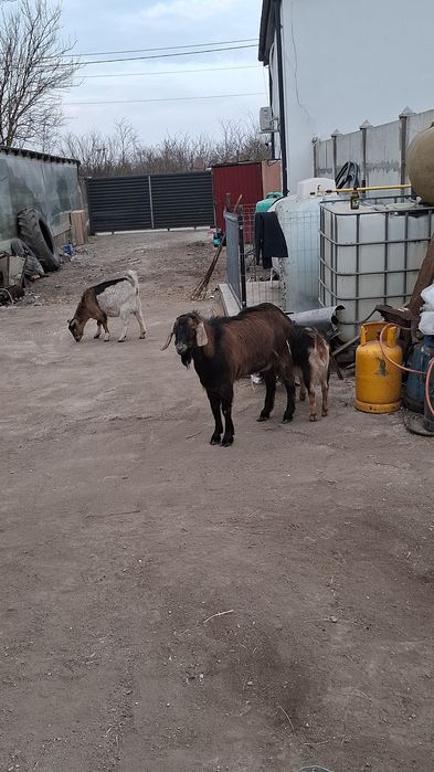 Vând 4 iede si un tap