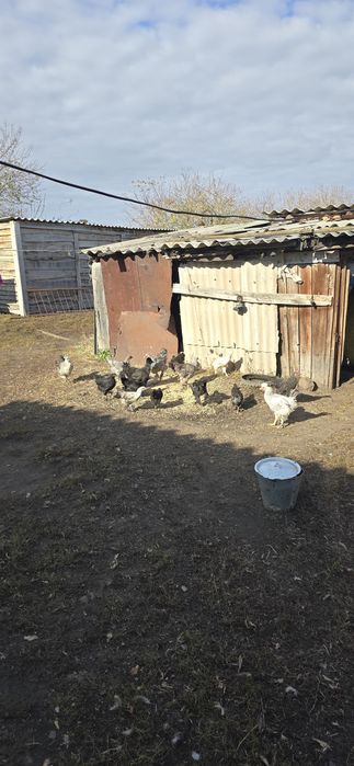Продам молодых кур несушек