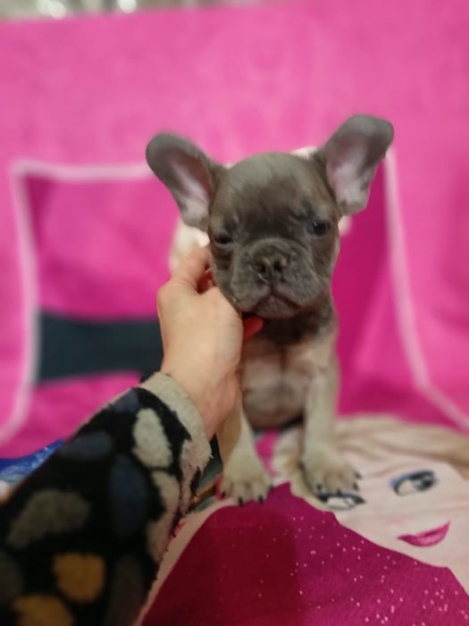 Французские бульдоги щенки
