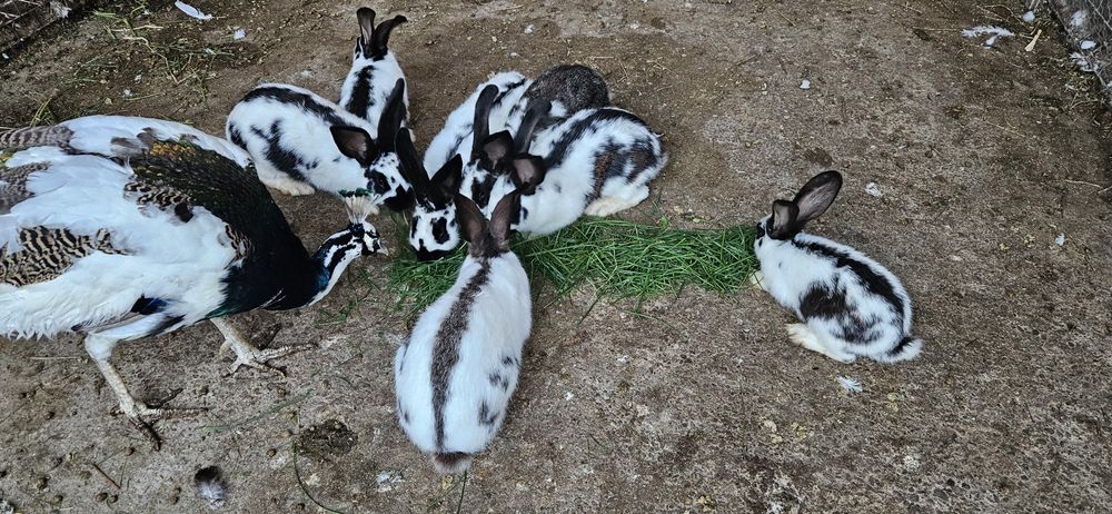 Pui de fluture german