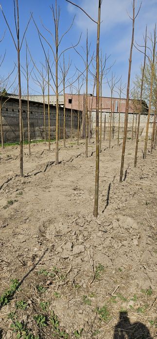 Павлония көшеттері