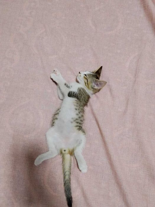 Отдам даром котенка