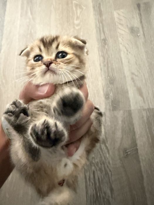 Плюшевые шотландские вислоухие котята (скоттиш-фолд)