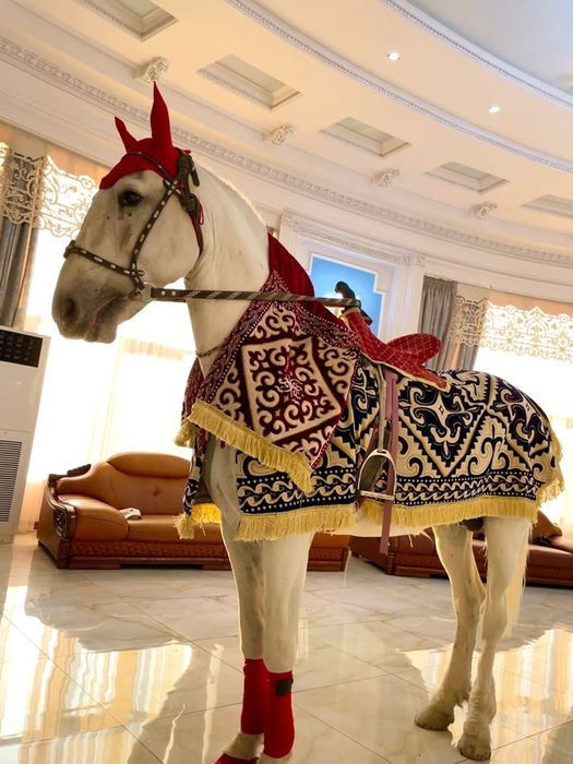 Ак ат . Сундет тойға ат