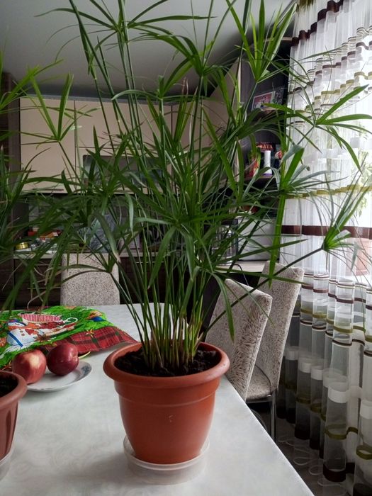 Продам комнатные цветы