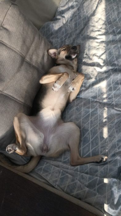 Отдам собаку в хорошие руки