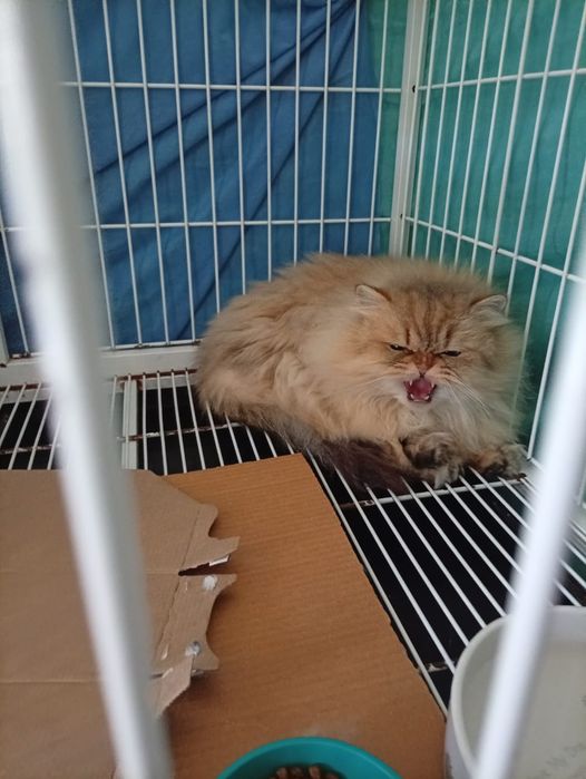 Ветеринарный врач 24/7