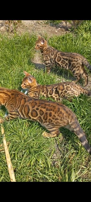 Бенгальские Мальчики и девочки!Чистокровные с шикарными розетками !