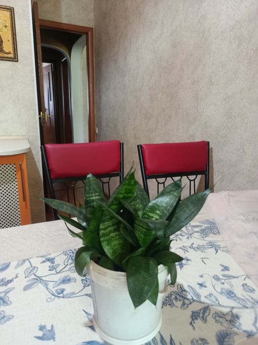 Комнатные цветы разные