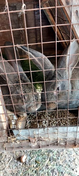 Срочна продам кролчят ,есть большие самки