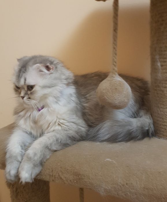 Кошечка домашняя Скоттишь фолд