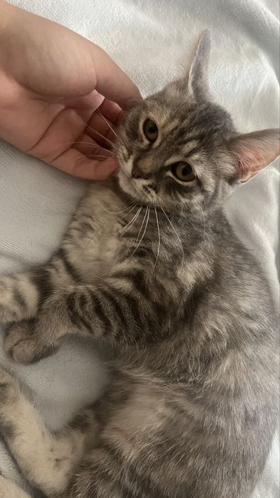 Котёнок Бесплатно