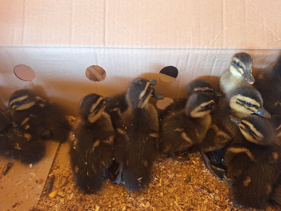 Vind pui de ruen o zi si mai multe felul