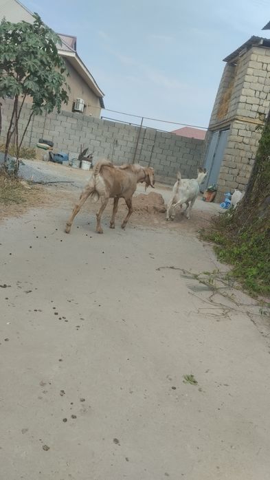 Теке 1.5 жасар казёл