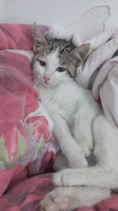 Котят добрые руки