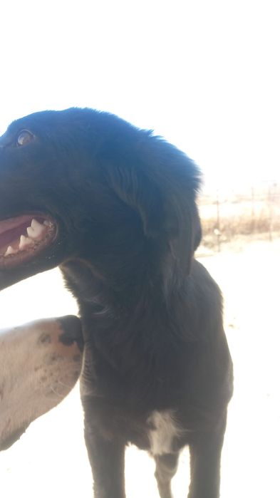 Аңшылыққа арналған күшік