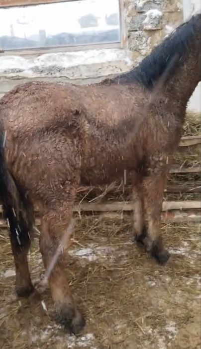 Торы жабағы төбелі сатылады