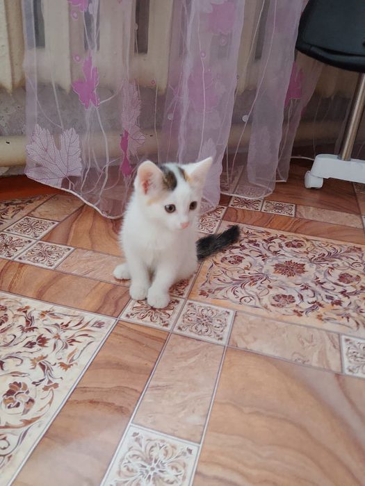 Отдам даром котят