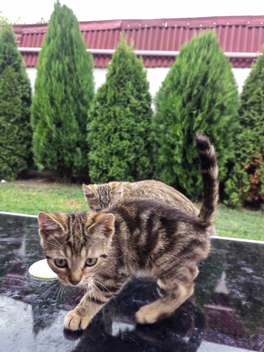 Dau spre adoptie 3 pui de pisica varsta 2 luni