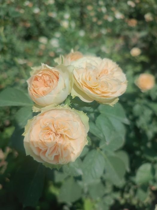 Atirgul koʻchatla sotiladi