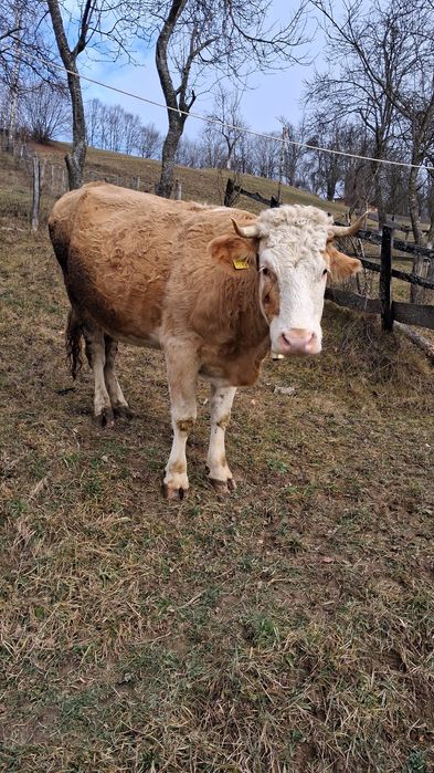 Se vinde vacă de 2 vitei