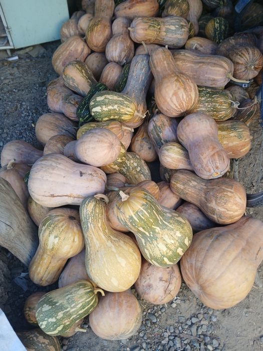 Продам мантную тыкву