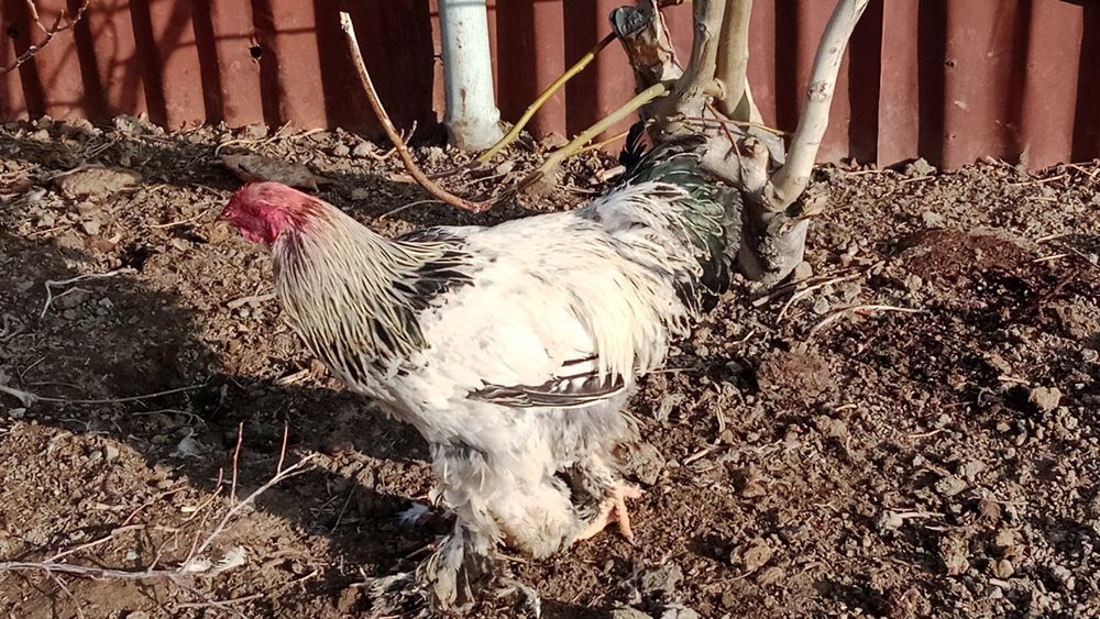 Брама кораздар сатылады.