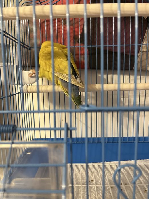 Schimb/vand femela Agapornis Roseicollis