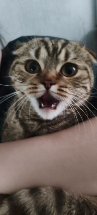 Пропала  КОШКА!!!