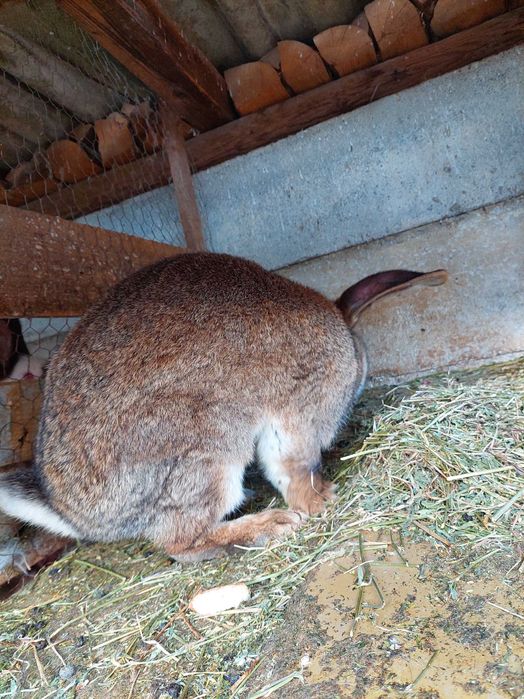 Vând mascul Urias German