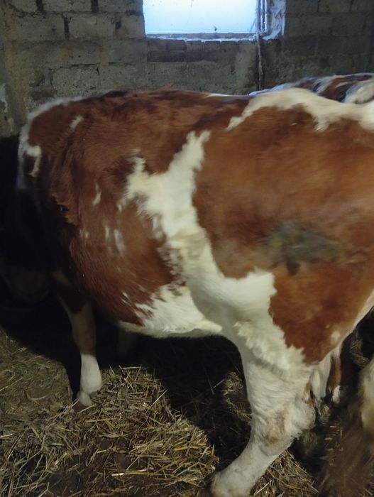 Vand 3 vaci baltata.