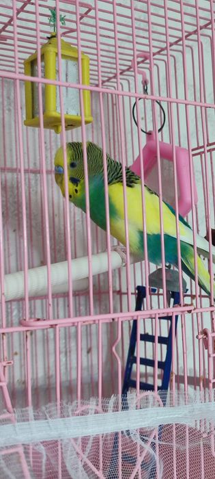 Продам Кешу. Вместе с клеткой.