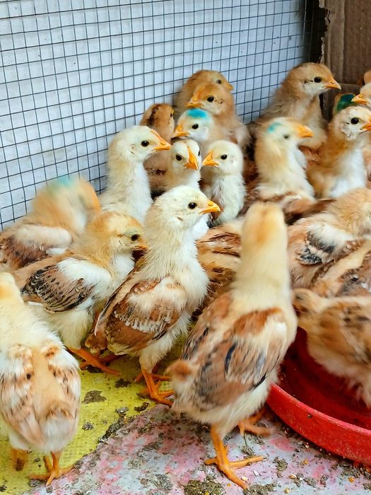 Венгерские велекан парода товук жужалари сотилади