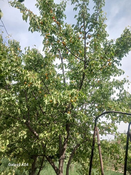 Г.Навои. "Хосил"  Obyekt davlat ro'yxatidan o'tkazilgan.