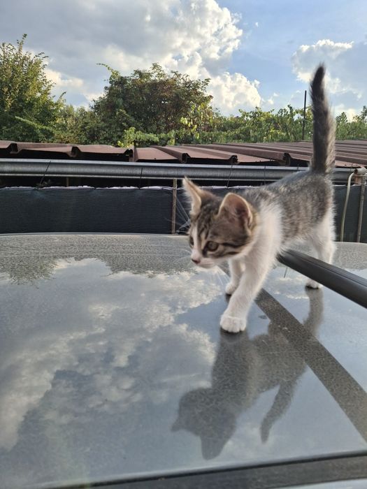 Подарява малки котета на два месеца. Перник  кв Тева.