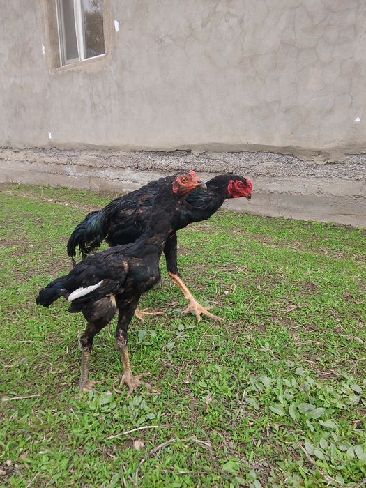 Дакан балапан 17 мын