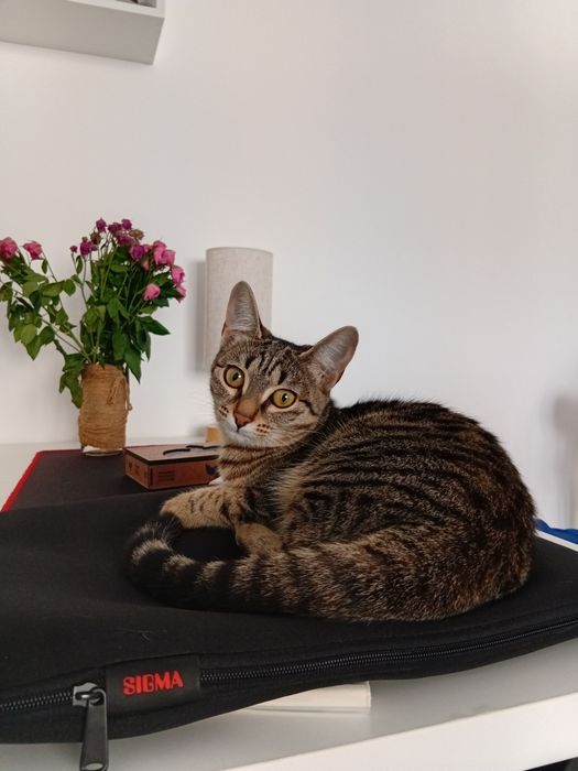 Кошка в добрые руки