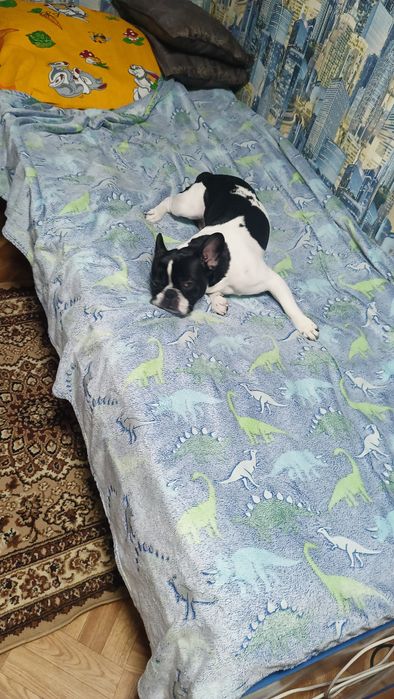 Ищем подругу для случки