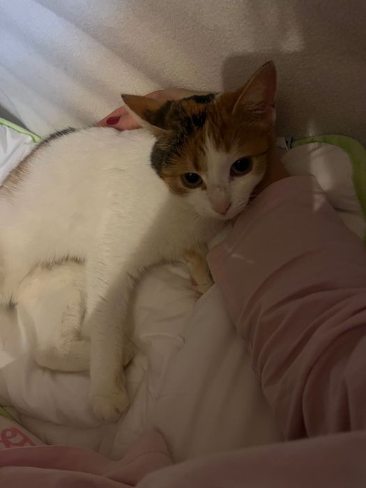 Оригинална шапка Karl Lagerfeld