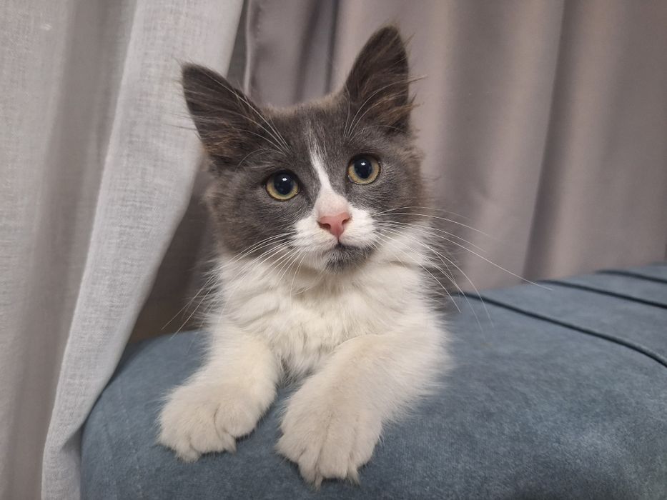 Котёнок девочка 1,5 месяца