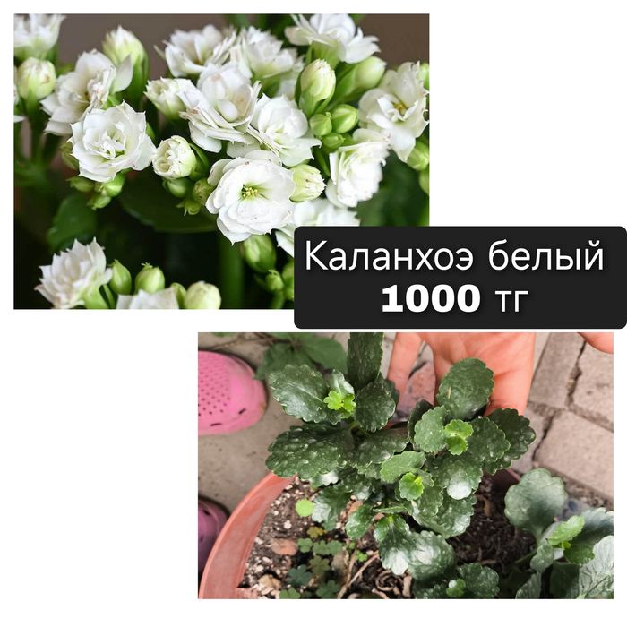 Цветы  в  ассортименте  калла каланхоэ мурайя Альба альстромерия