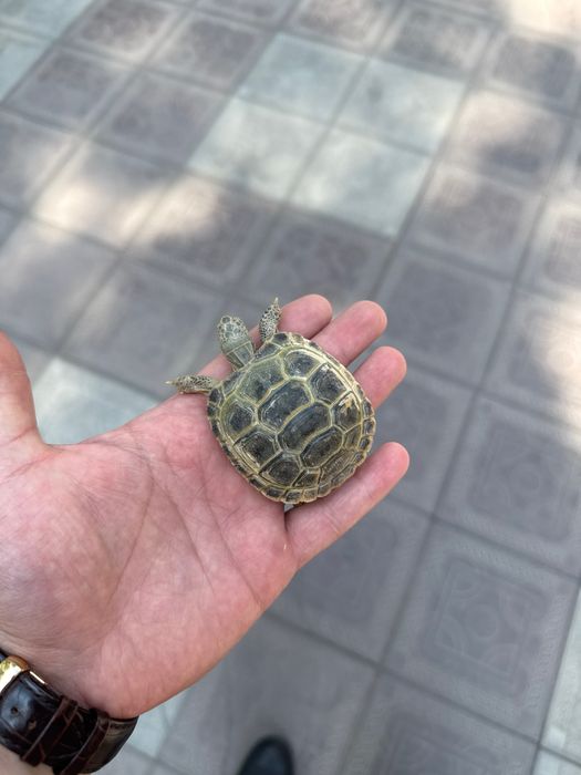 Черепашки Тошбака