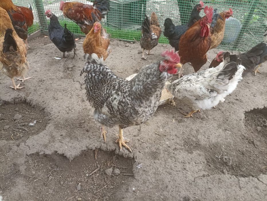 Продам петухов и курей
