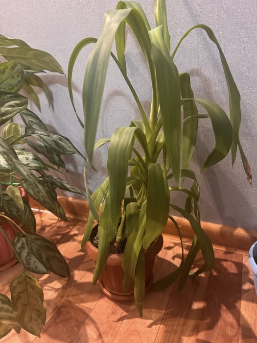 комнатные растения