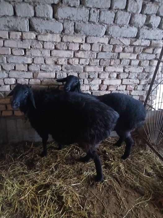 Ona bola qazoqi qoylar sotiladi